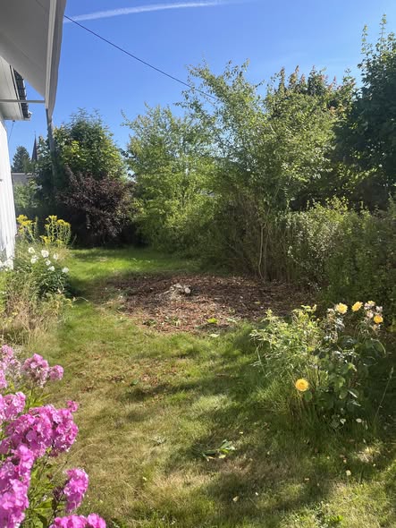 Hage med rhododendron fjernet